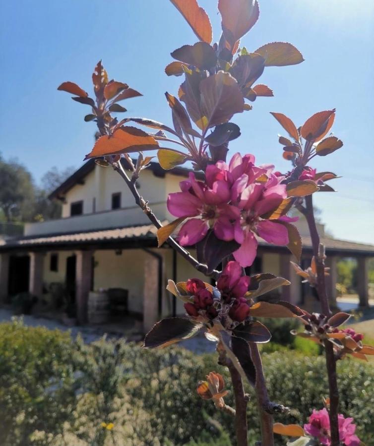 Casale Terre Rosse Bed and Breakfast Saturnia Buitenkant foto